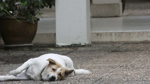 Dog rolling on the floor Stock Footage 77071320