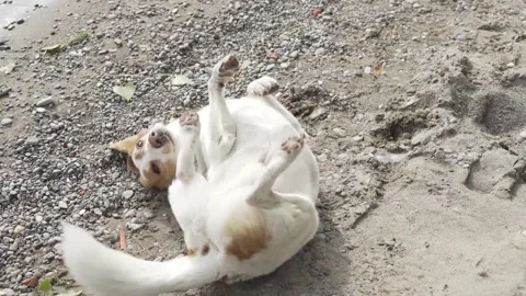 Dog rolling Stock Footage 140616064