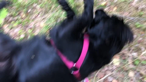 Dog Rolling in the Forrest with a Stick 4K Labrador Pet Animal Stock Footage