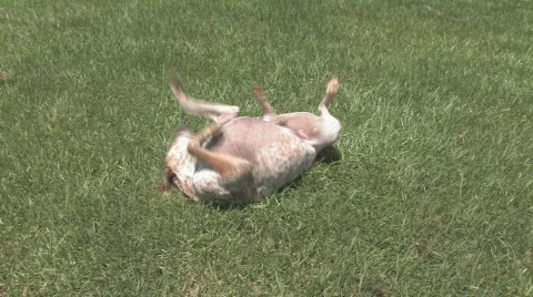 Dog rolling in grass Stock Footage 706131