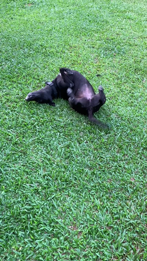 Dog rolling in grass 库存影片 145797418