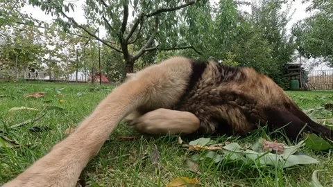 Dog rolling in the grass Stockbeeldmateriaal 334060992