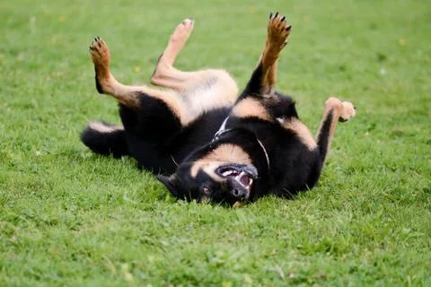 Dog rolling on grass Stock Photos