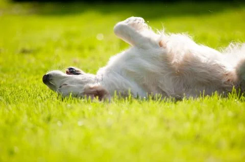 Dog rolling on grass Stock Photos