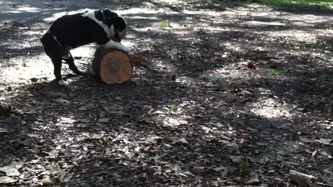 Dog Rolling Log - His Own Size Stock Footage 169063534