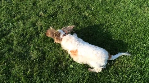 Dog rolling over. Stock Footage 80100562