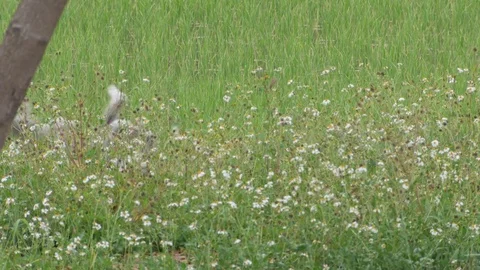 Dog rolling in the paddy field Stock Footage 73641051