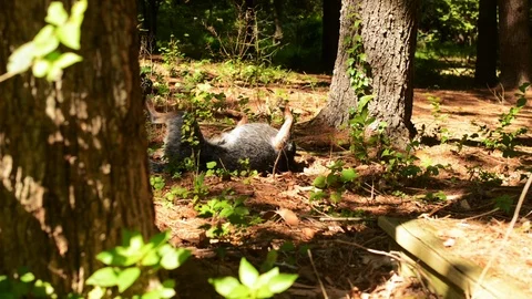 Dog rolling in Pine Needles Stock Footage 86296673