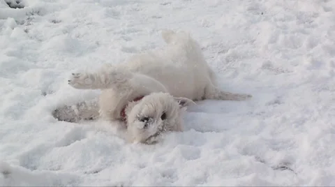 Dog rolling in snow  Stock Footage 953299