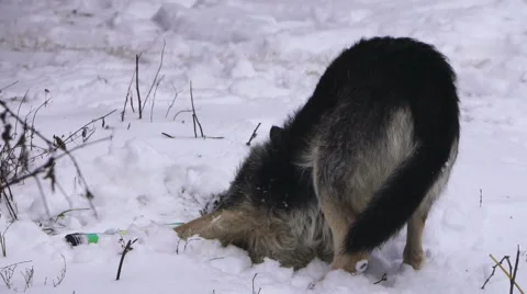 Dog rolling in snow 動画素材 67812960