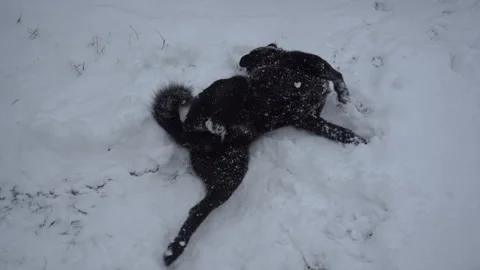 A dog is rolling in the snow Stock Footage 307519840