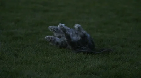 Dog rolls in grass Stock Footage 37345402