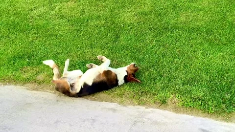 The dog rolls on the grass under the palm trees Stock Footage 245882227