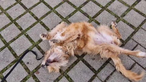 Dog rolls on the ground outside Stock Footage 224729637