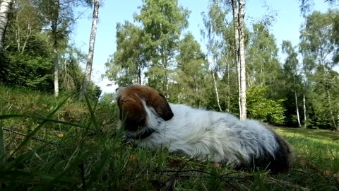 Dog rolls on the lawn Stock Footage 129317180