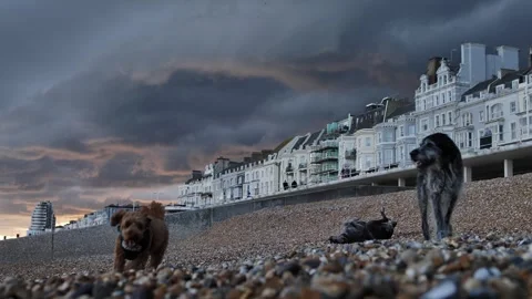 A dog rolls over for back rub on a beach in England after sunset 4K Stock Footage 289387310
