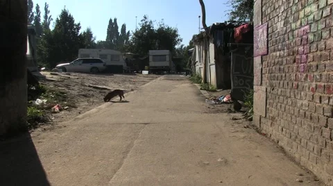 Dog in romani camp Stock Footage 45368473