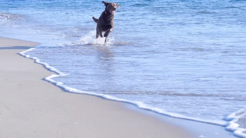 Dog Romps in Surf Stock Footage 98256147