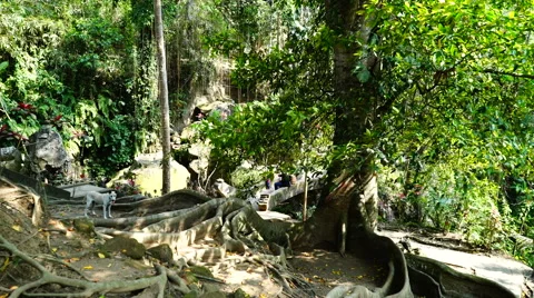 Dog at the roots of tree. Stock Footage 68046478