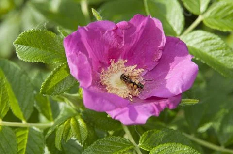 Dog rose with bee Stock Photos