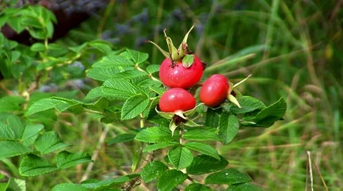 Dog-rose, close-up Stock Footage 8652778
