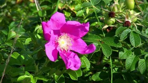 Dog-rose, close-up Stock Footage 8652821