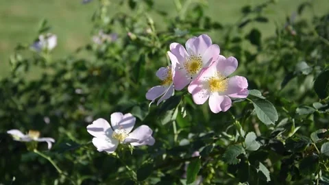 Dog rose Stock Footage 130896042
