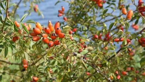 Dog rose Stock Footage 139886280