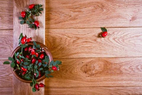 Dog-rose fruit Stock Photos