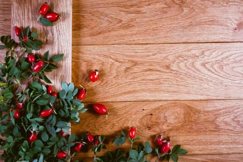 Dog-rose fruit Stock Photos