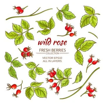 Dog rose hips vector set Stock Illustration