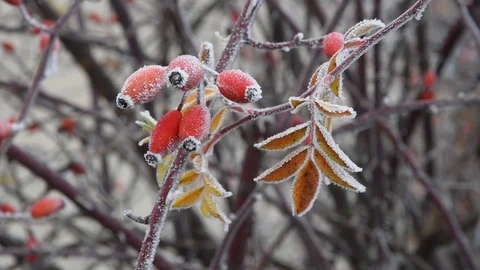 Dog rose hips in winter Stock Footage 71054332