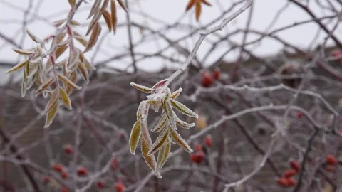 Dog rose hips in winter Stock Footage 71054449