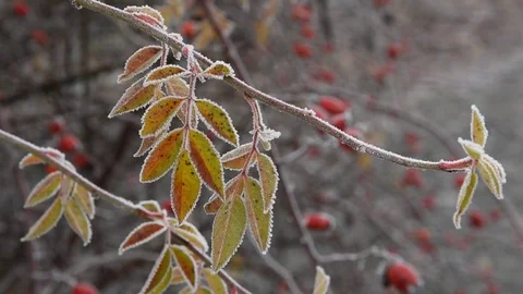 Dog rose hips in winter Stock Footage 71054511