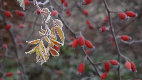 Dog rose hips in winter Stock Footage 71054544
