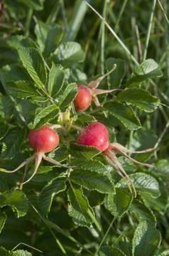 Dog rose Stock Photos