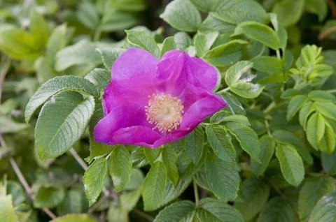 Dog rose Stock Photos