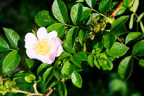 A dog-rose Foto stock