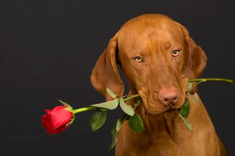 Dog with rose Stock Photos