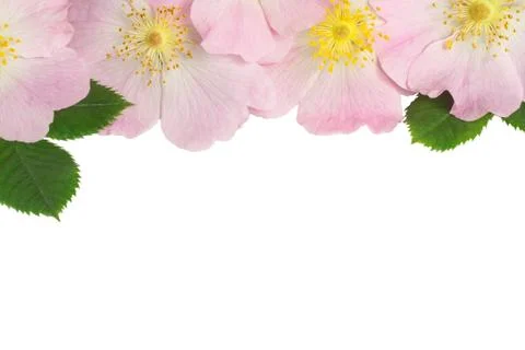 Dog-rose Stock Photos