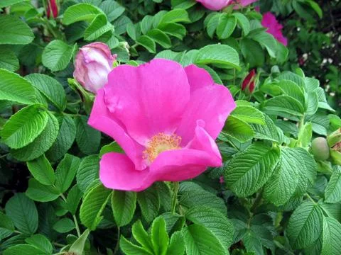 Dog-rose Stock Photos