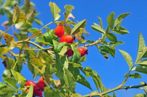 Dog rose Foto stock