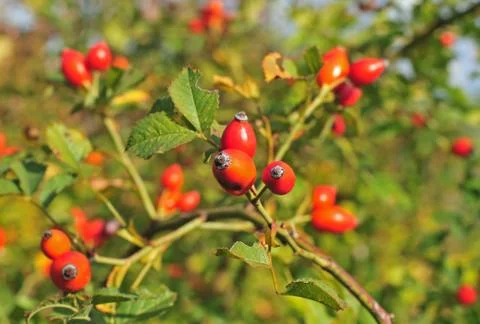 Dog rose Stock Photos