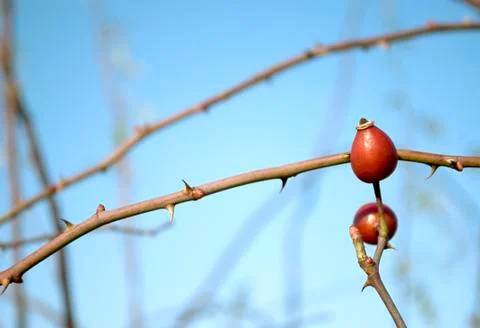 Dog rose Stock Photos