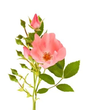 Dog rose Stock Photos