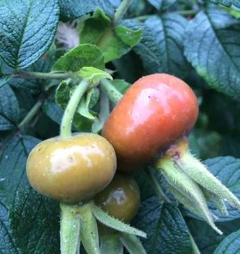 Dog rose Stock Photos