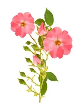 Dog rose Stock Photos
