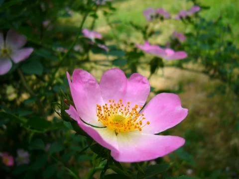 Dog-rose Stock Photos