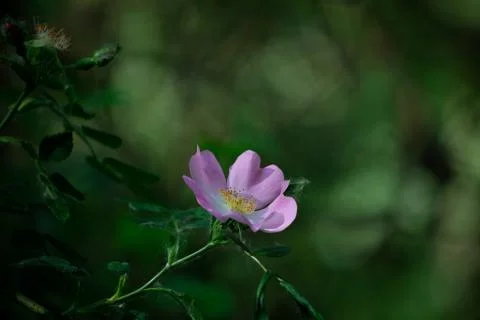 Dog Rose 스톡 사진