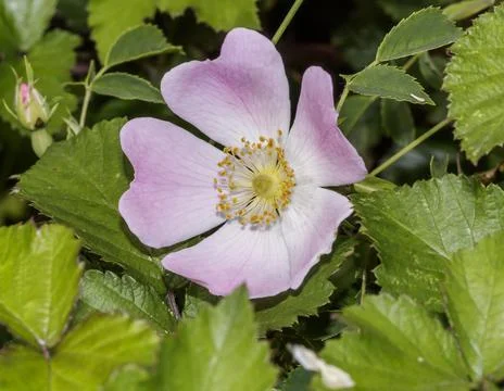 A dog rose Foto stock